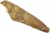 Fossil Spinosaurus Tooth - Real Dinosaur Tooth #238305-1